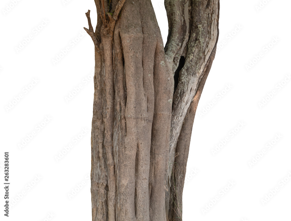 Poster summer tree trunk on a white background