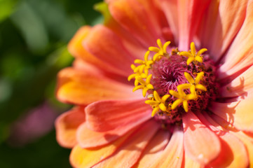 Macro flower in the sunlight