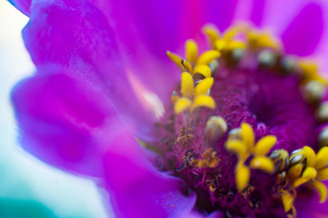 Macro flower in the sunlight