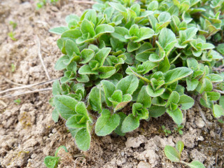 fresh young oregano growing in the garden