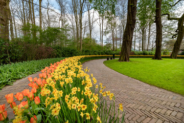 Naklejka na ściany i meble Yellow Daffodil and orange tulip blossom blooming under a very well maintained garden in spring time
