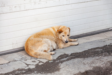 Homeless fluffy yellow dog with a sad look hungry lies waiting for help and food near the wall on...