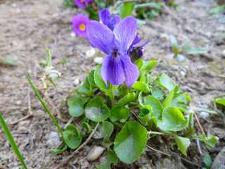 Growing wild common violet plant (wood violet, viola odorata, dog wild violet, viola hirta, viola sororia, sweet violet, Queen Charlotte flower). 