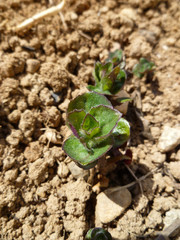 Mint sprouts in the ground. Fresh green young mint in the garden close-up. Mentha (Mint, Mintha) very young plants. Gardening concept. 