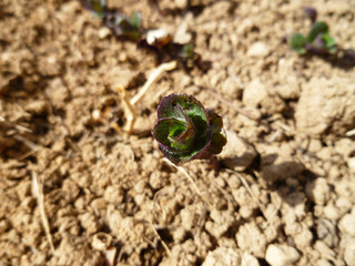 Mint sprouts in the ground. Fresh green young mint in the garden close-up. Mentha (Mint, Mintha) very young plants. Gardening concept. 