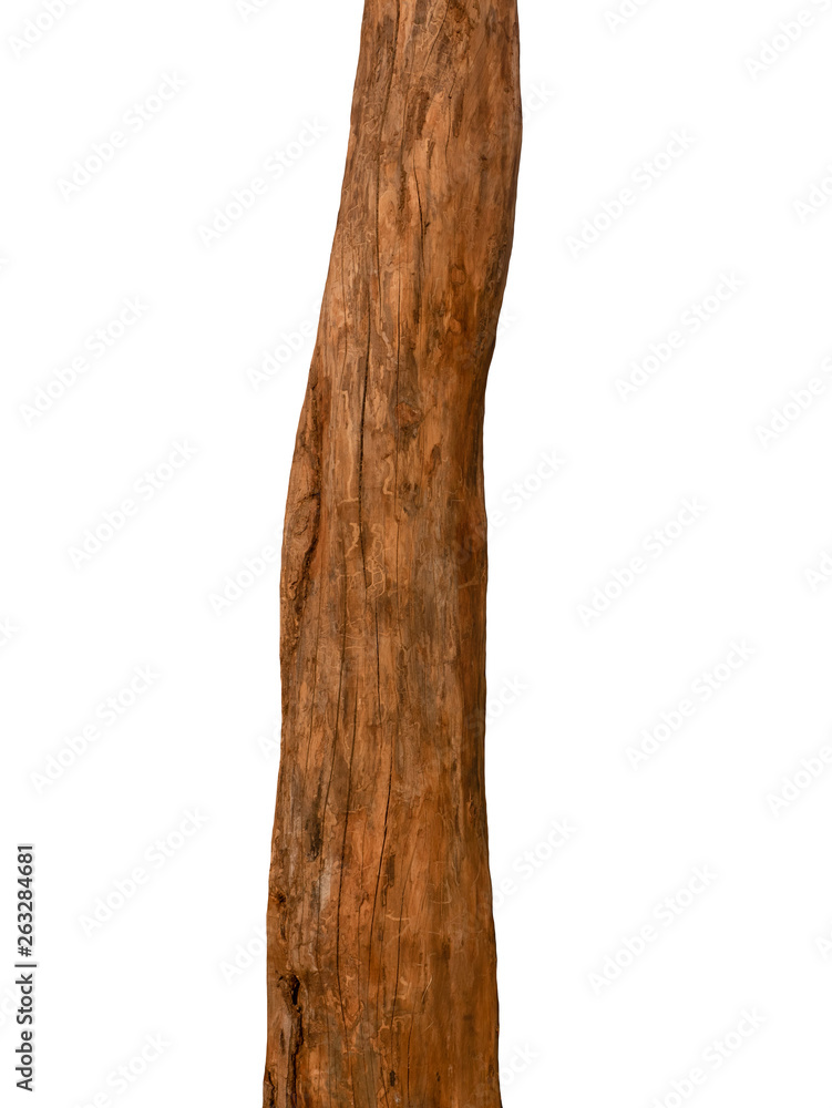Poster summer tree trunk on a white background