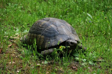 big old turtle walks in the park in the green grass closeup
