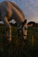 cavallo bianco mangia erba al tramonto