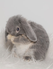 Cute gray rabbit on light background