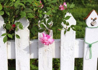 Fototapeta na wymiar Pink Rose on White Picket Fence