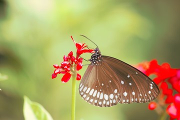 butterfly on flower