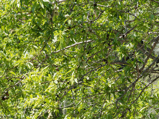 Fototapeta na wymiar Amandier (Prunus dulcis) aux rameaux garnis de feuilles et de drupes matures vertes et charnues