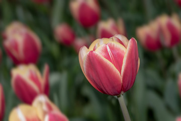 Close up of red and yellow tulips blossom flower field