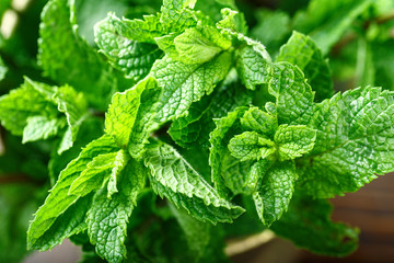 fresh mint close up