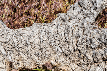 A fallen tree in the desert