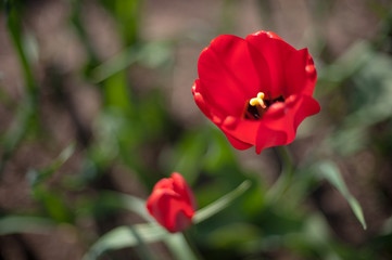 Two red blooming tulips