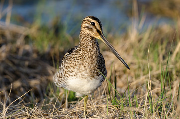 Bécassine des marais,.Gallinago gallinago, Common Snipe
