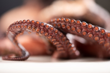 Close up of a tentacle of an octopus