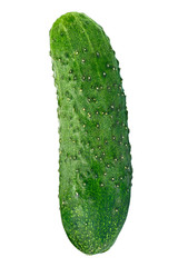 fresh cucumber on white background