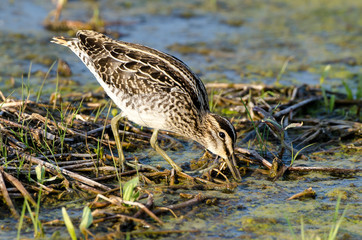 Bécassine des marais,.Gallinago gallinago, Common Snipe