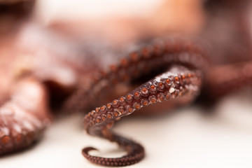 Close up of a tentacle of an octopus