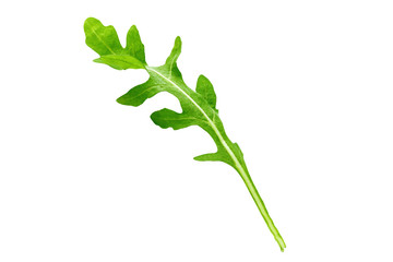 arugula leaf on white background