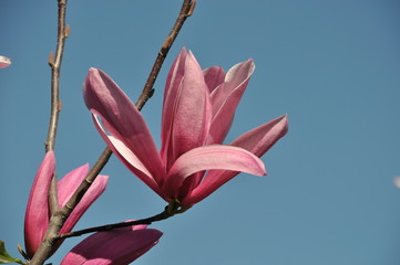 Spring floral background with magnolia flowers.For this photo applied toning effect.