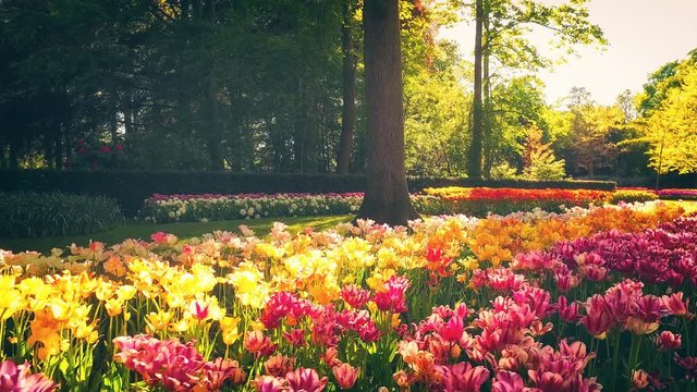 Walking in a park with multicolor spring flowers - hyacinths and tulips, 4k