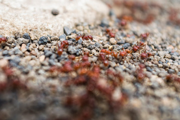 Red Ants