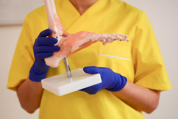 doctor holds model of human leg bones