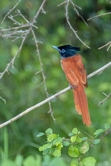 Female Indian paradise flycatcher (Terpsiphone paradisi), Yala National Park, Sri Lanka