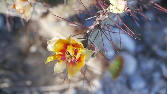 Ants running across cactus flower