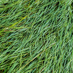 Green grass on a meadow in a village covered with raindrops.