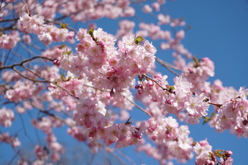 cherry blossom on blue sky