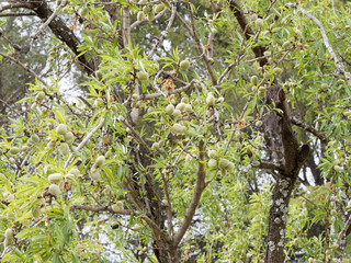 L'Amandier (Prunus dulcis) aux rameaux garnis de feuilles et de drupes matures vertes et charnues