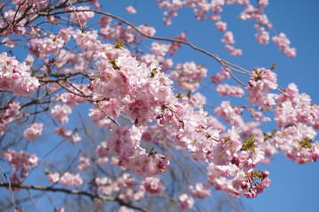 cherry blossom in spring