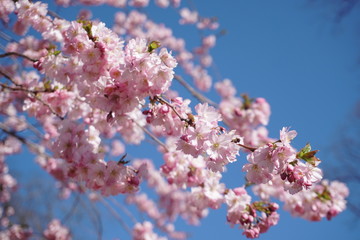 Fototapeta premium cherry blossom
