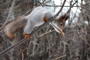 Fototapeta premium Squirrel on a tree in the spring forest