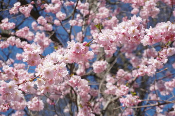 pink flowers in spring
