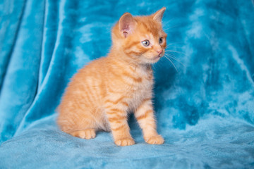 Chaton roux