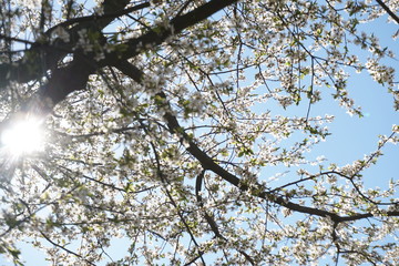 tree in spring