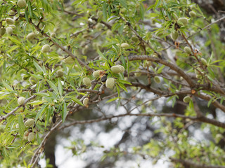 Prunus dulcis - Amandier aux rameaux garnis de feuilles et de drupes matures vertes et charnues