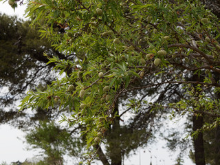 L'Amandier (Prunus dulcis) aux rameaux garnis de feuilles elliptiques, lancéolées, d'aspect glabre et vert luisant