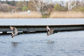 Kaczki krzyżówki w locie © Mariusz Stoszewski