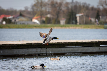 Kaczki krzyżówki w locie © Mariusz Stoszewski
