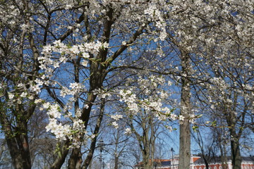 blossom tree in spring
