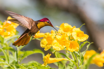Ruby Topaz Hummingbird (Chrysolampis mosquitus) and yellow flowers