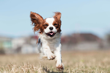 active dog breed spaniel runs