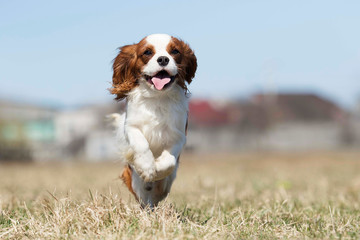 active dog breed spaniel runs