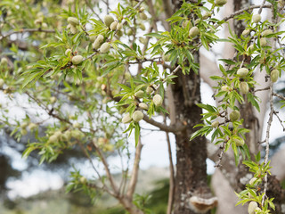 Prunus dulcis - Amandier aux rameaux garnis de drupes matures vertes et charnues